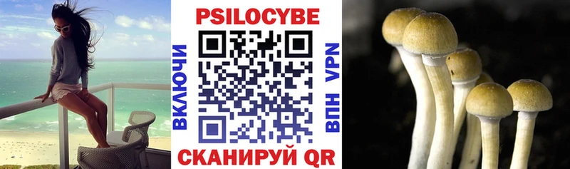 Галлюциногенные грибы Psilocybe  Купить где  Москва 